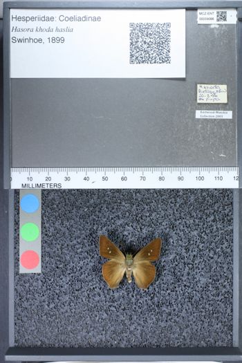 Media type: image;   Entomology 59066